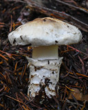 Tricholoma murrillianum