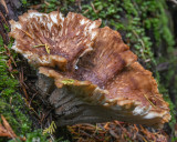 Bondarzewia mesenterica