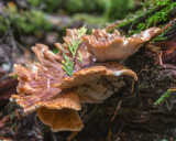 Bondarzewia mesenterica