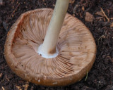 Pluteus exilis