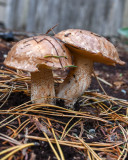 Suillus punctatipes