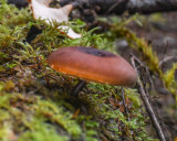 Polyporus badius