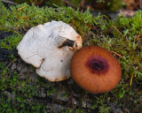 Polyporus badius
