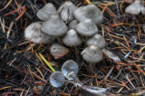Mycena galericulata