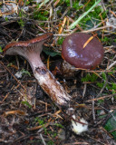 Chroogomphus rutilus