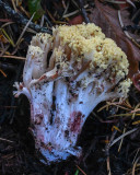 Ramaria rubribrunnescens