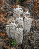 Coprinus comatus