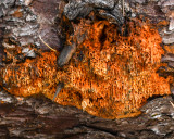 Pycnoporellus alboluteus