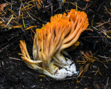 Ramaria longispora