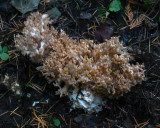 Ramaria rubripermanens