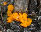 Dacrymyces chrysospermus