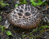 Sarcodon imbricatus