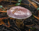 Gomphidius glutinosus