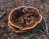 Phaeolus schweinitzii