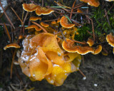 Tremella aurantia