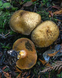 Suillus tomentosus