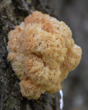 Hericium abietis