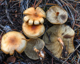 Cortinarius turmalis