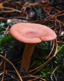 Lactarius rufus