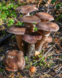 Pholiota terrestris
