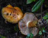Cortinarius piceae
