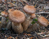Pholiota terrestris