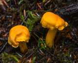 Cantharellus formosus