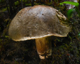 Caloboletus conifericola