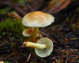 Hypholoma fasciculare