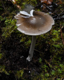 Amanita pachycolea