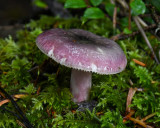 Russula queletii