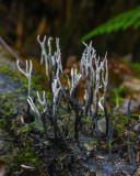 Xylaria hypoxylon