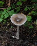Amanita vaginata