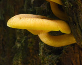 Tricholomopsis flavissima