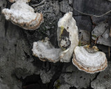 Trametes hirsuta
