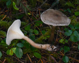 Ampulloclitocybe clavipes