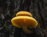 Tricholomopsis flavissima