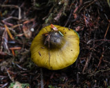 Tricholoma atrofibrillosum