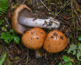 Cortinarius riederi