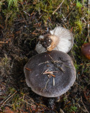 Tricholoma atrosquamosum