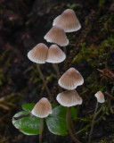 Mycena abramsii