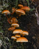 Xeromphalina campanella