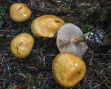 Cortinarius turmalis