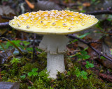 Amanita muscaria var. formosa