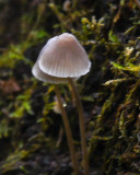 Mycena abramsii