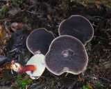Xerocomellus zelleri