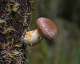 Armillaria sinapina