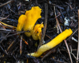 Neolecta vitellina