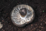 Russula nigricans