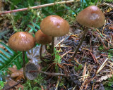 Gymnopus fuscopurpureus